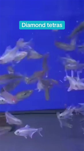 Diamond tetras (2026) #fyp #kidsgrovetropicals #tropicalfish #diamondtetra