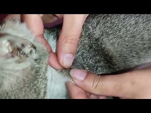 Flea Invasion: Steps to Save Your Cat from Infestations