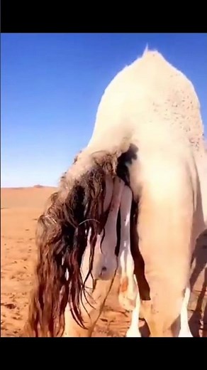 “Miracle in the Desert! Rare Camel Birth Captured Beautifully on Camera 🐪✨”