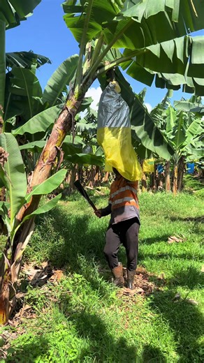 Catch the Cut It Dance Challenge Fun