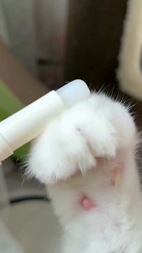 Cat Paw Care Tips for Happy and Healthy Felines