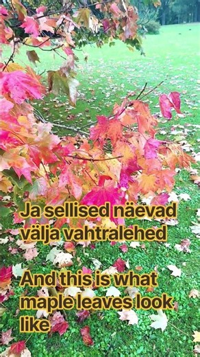 Estonian word of the day: VAHER