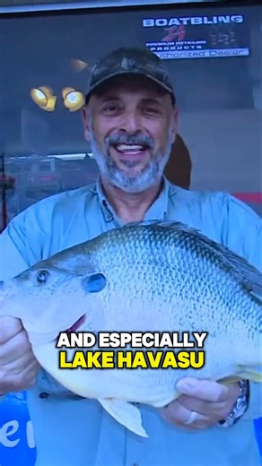 56K views · 784 reactions | Al’s personal best redear sunfish is 3.4 pounds, from Lake Havasu, some years back. This is a clip from the 2025 episode “Bluegills on Rocks”, which is available to watch both on our website and YT channel. | Lindner's Angling Edge | Facebook