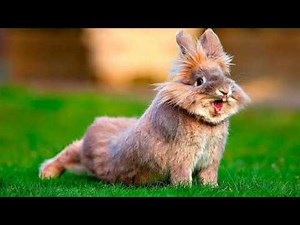 Funny Rabbit Videos Try Not To Laugh