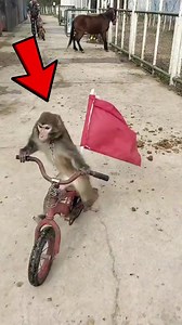 690K views · 17K reactions | Top 5 Smartest animals in the animal kingdom! #facts #animals #wildlife | MisfitDog | Facebook