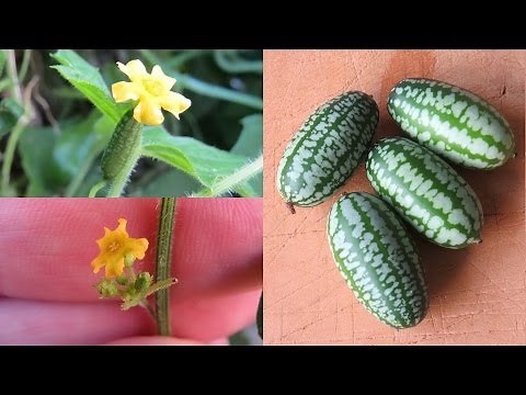 Mouse Melons/ cucamelon, a tasty & easy to grow sour gherkin..