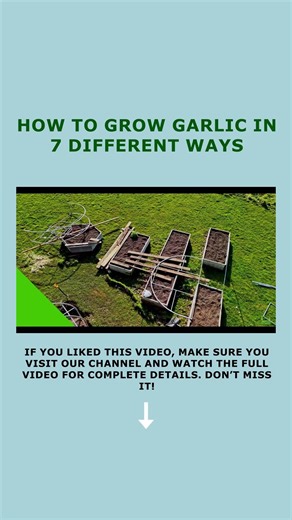 Grow Garlic Without Soil & in Raised Beds | 2 Easy Methods