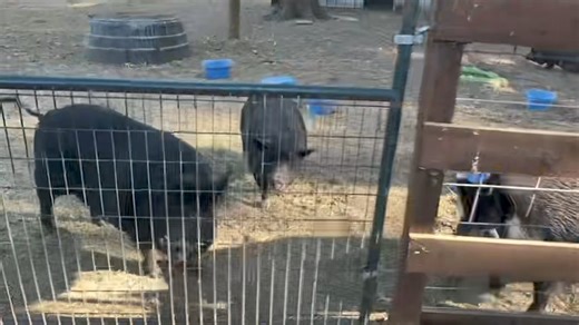 Dirty Farm Jobs: feeding oatmeal to rescue pigs | Ima Survivor Donkey and Farm Animal Sanctuary