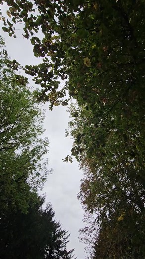 One of our last lovely weddings of this year 🧡💛❤️ Horses just relaxing outside church waiting to whisk a beautiful couple off to their reception! 🥰 #wedding #horsedrawncarriage #weddingcarriage #horseandcarriage #weddingday #weddinghorses #carriagehorse | D K Carriage Horses