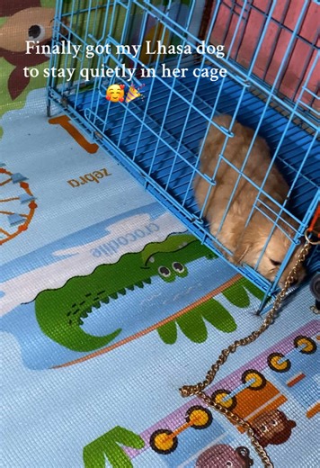 Teaching My Lhasa Apso to Love Her Cage