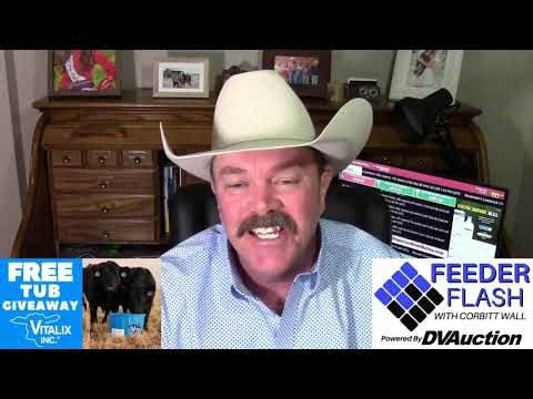 Feeder Flash 1/29: More Cows?