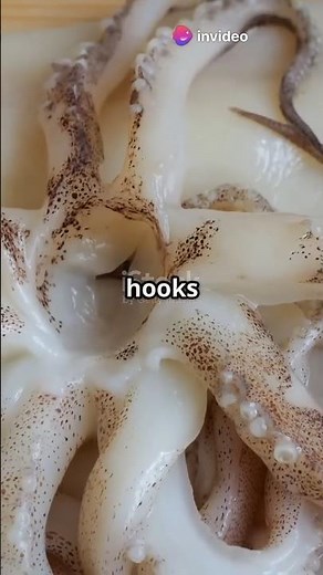 Octopus vs Squid: 3 Shocking Differences! 🐙⚔️