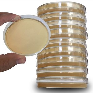 Potato Dextrose Agar Plates - 10 Petri Dishes - Evviva Sciences