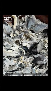 El horror oculto en Jalisco: Madres buscadoras descubren presunto crematorio clandestino