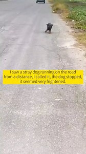 175K views · 5.5K reactions | I saw a stray dog running on the road from a distance, I called it, stopped to feed some food and snacks. I thought the dog would leave after eating | Soul Divine | Facebook