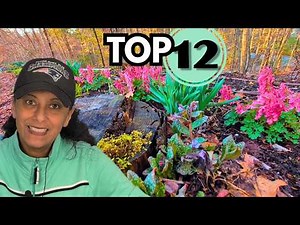 Top 12 Early Spring Perennials for Explosive Garden Color