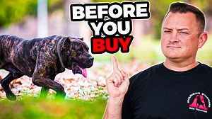 16K views · 427 reactions | The Presa Canario is one of the most...