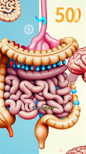 Your Stomach Has Its Own Brain - The Enteric Nervous System Explained