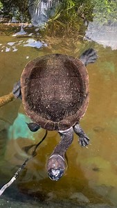 8.1K views · 41 reactions | Indonesian Wildlife on Reels | Facebook