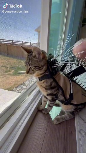 Cat Coyote Vest and Anti-Hawk Protection Gear