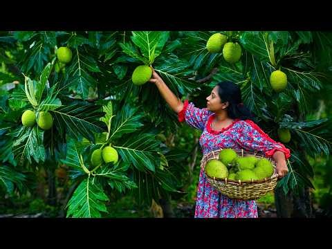 Harvesting Breadfruit & Turning It into a Creamy Curry & Special Peel Fry | ASMR | Traditional Me