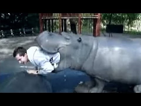 This Tour Guide Was Swallowed By A Hippo While On Safari