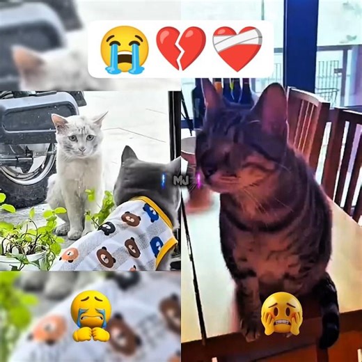 Try Not Cry Part 19 😭💔❤️‍🩹 #cat #dog #animals #sad #shorts #shortvideo #shortfeed