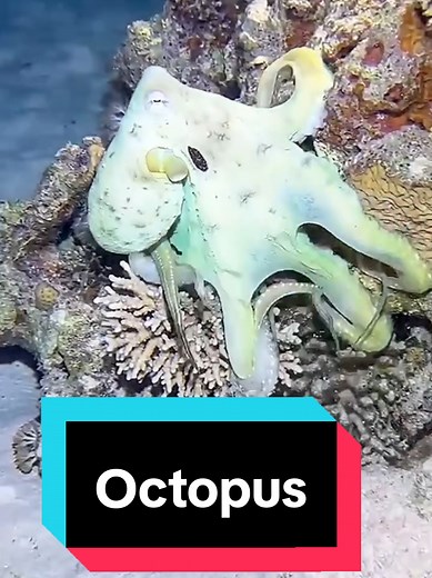Incredible Octopus Camouflage Techniques Explained