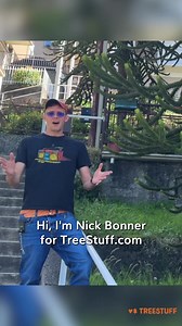 2.3K views · 20 reactions | It’s time for another tree ID—Italy Style!  Nick Bonner visited the CAMP headquarters and was blown away by this one-of-a-kind tree. Think you can name it? Drop your answers! ⤵️ #ArboristEquipment #ArbLife #TreeStuff | TreeStuff.com | Facebook