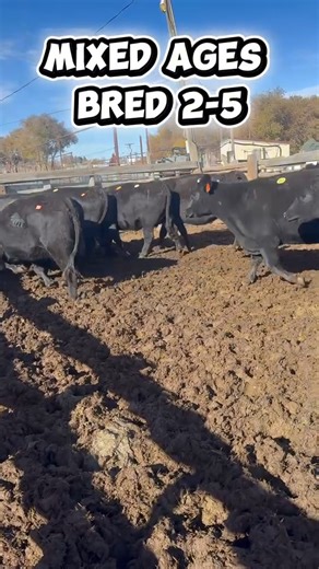 🚨 Special Bred Cow Sale Tomorrow! 🚨 Don’t miss out on a top-quality lineup of specially bred cows available tomorrow! 📍 Consigned by Double RL, these cattle are bred for performance, ran at high altitude. 📍Bred to a Black Bull 📅 Date: November 13, 2024 📍 Location: Delta Sales Yard LLC 🕘 Time: 11:30 am ⌨️Online bidding on cattleusa.com Come early, preview the cattle, and get ready to bid on some of the best genetics around! | Delta Sales Yard, LLC