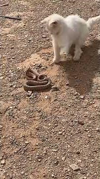 Cat vs Snake! 🐱🐍 | Unexpected Wild Encounter You Must See