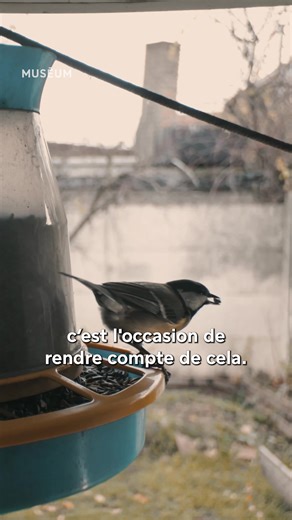 Les oiseaux ont-ils vraiment besoin de nous pour se nourrir en hiver ? 🐦❄️ Nous sommes nombreux à vouloir aider les différents oiseaux, quand il fait froid, souvent en leur donnant à manger. En réalité, les oiseaux sont parfaitement capables de trouver leur nourriture seuls ! C'est ce que nous explique Grégoire Loïs, ornithologue et naturaliste à Vigie-Nature. 🌱🥜 Le nourrissage peut toutefois être un coup de pouce bienvenu, à condition de leur fournir des aliments adaptés : - graines de tourn