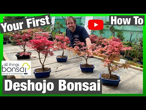 Your First Deshojo Maple Bonsai