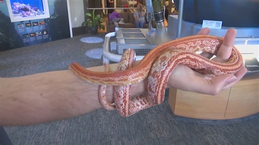 Snake season is upon us, what to do if you encounter one