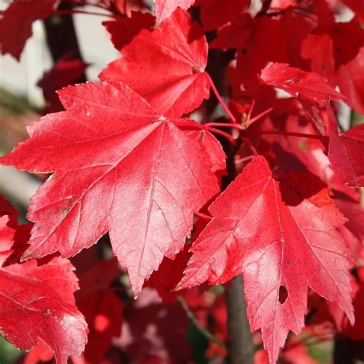 40  Fast Growing Tree Seeds | Quick Shade & Privacy Trees for Landscaping, Windbreaks, Hedges Backyard Green Screens - Etsy