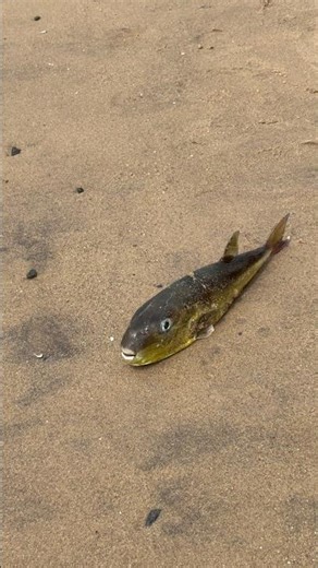 This fish name, comment ❤️❤️❤️❤️ #kerala