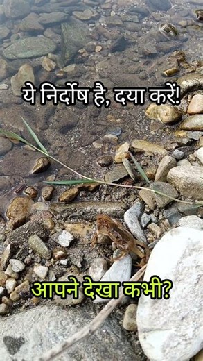 केवल देखने के लिए पकड़ा..फिर वापस छोड़ दिया 🦀 #uttarakhand #nature #viralvideo #केकड़ा #love #shorts