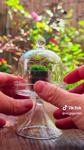 Share this simple moss planting idea #ncyp #ncypgarden #moss