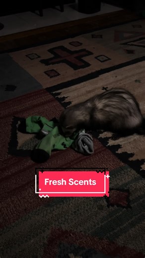 Ferret Enjoys Playtime with Socks