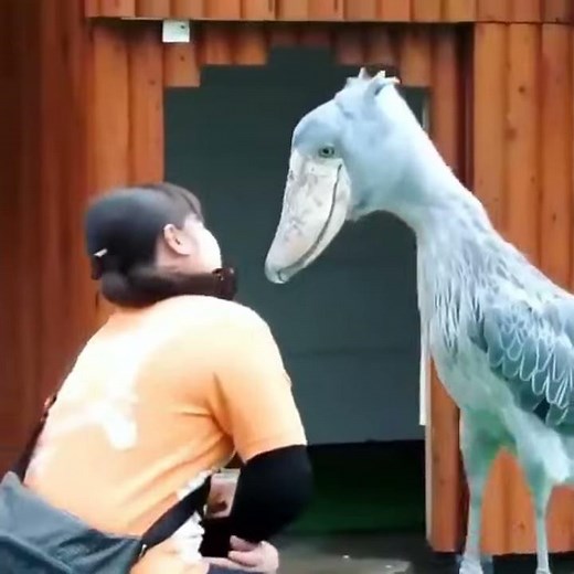 #shoebill #stork next to person