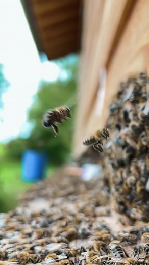 Slow Motion Bee Fail Compilation | Bee Steez Funny Moments