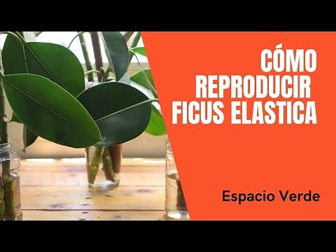 How to propagate Ficus elastica