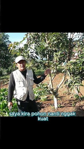 Alpukat Aligator Berbuah Banyak Hingga 120KG