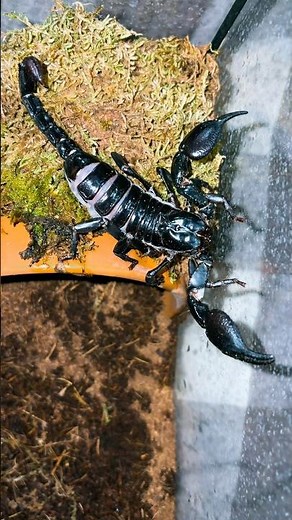 Heterometrus Silenus-The Giant Asian Forest Scorpion 🦂 🌱🌳