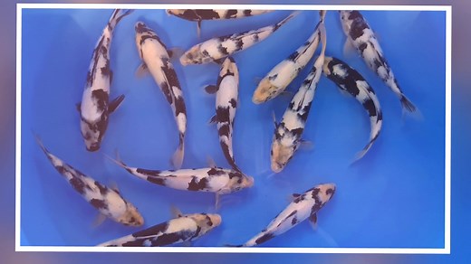 225 reactions · 12 shares | พบกับปลาใหม่หลาย 1,000...