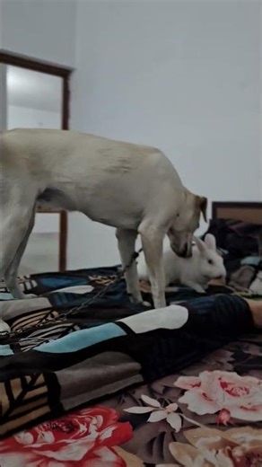 Unexpected FriendShip || True FriendShip|| #shorts #pet #animals #viral #viralshorts #trendingshorts