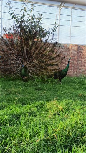 The Beauty of Green Java Peacocks at Khagga Wild Birds Farm
