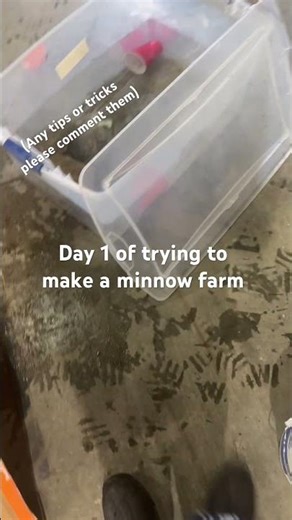 Day 1 of making a minnow farm