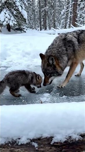 I held my breath filming this encounter with wolves and a fox cub 😳