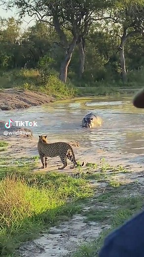 Hippo Wildlife Encounter Explained